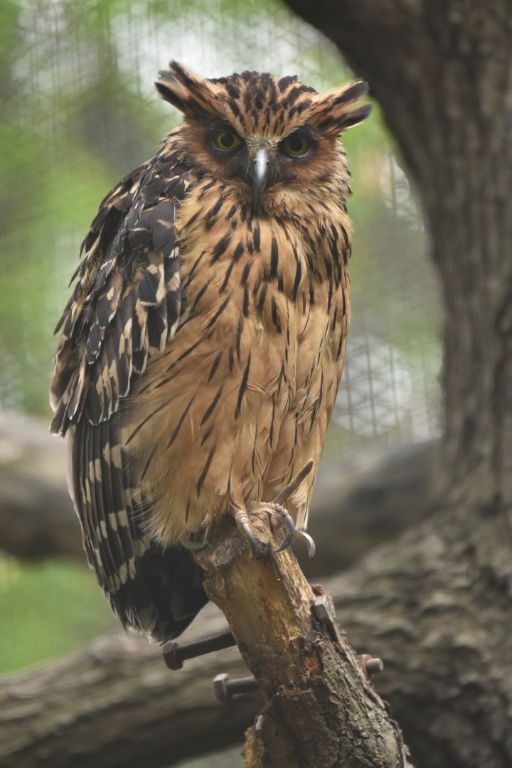 Buffy fish-owl Ketupa ketupu