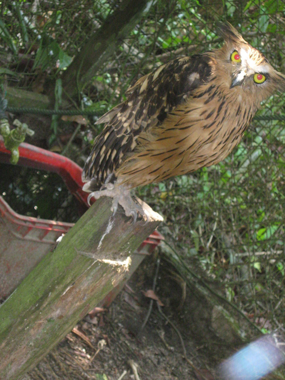 buffy fish owl (Ketupa ketupu)