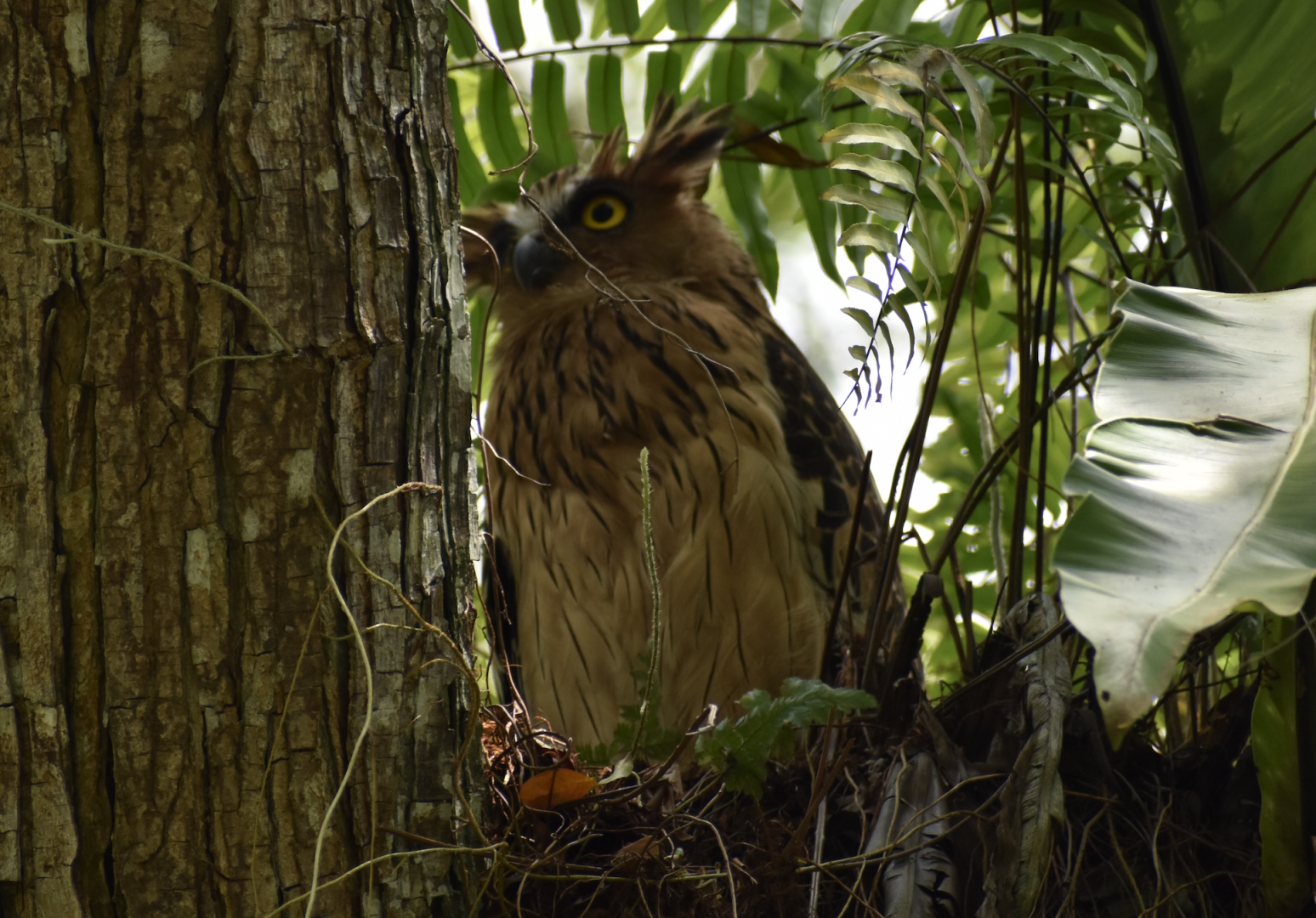 Buffy Fish Owl ~ Pasir Ris Park