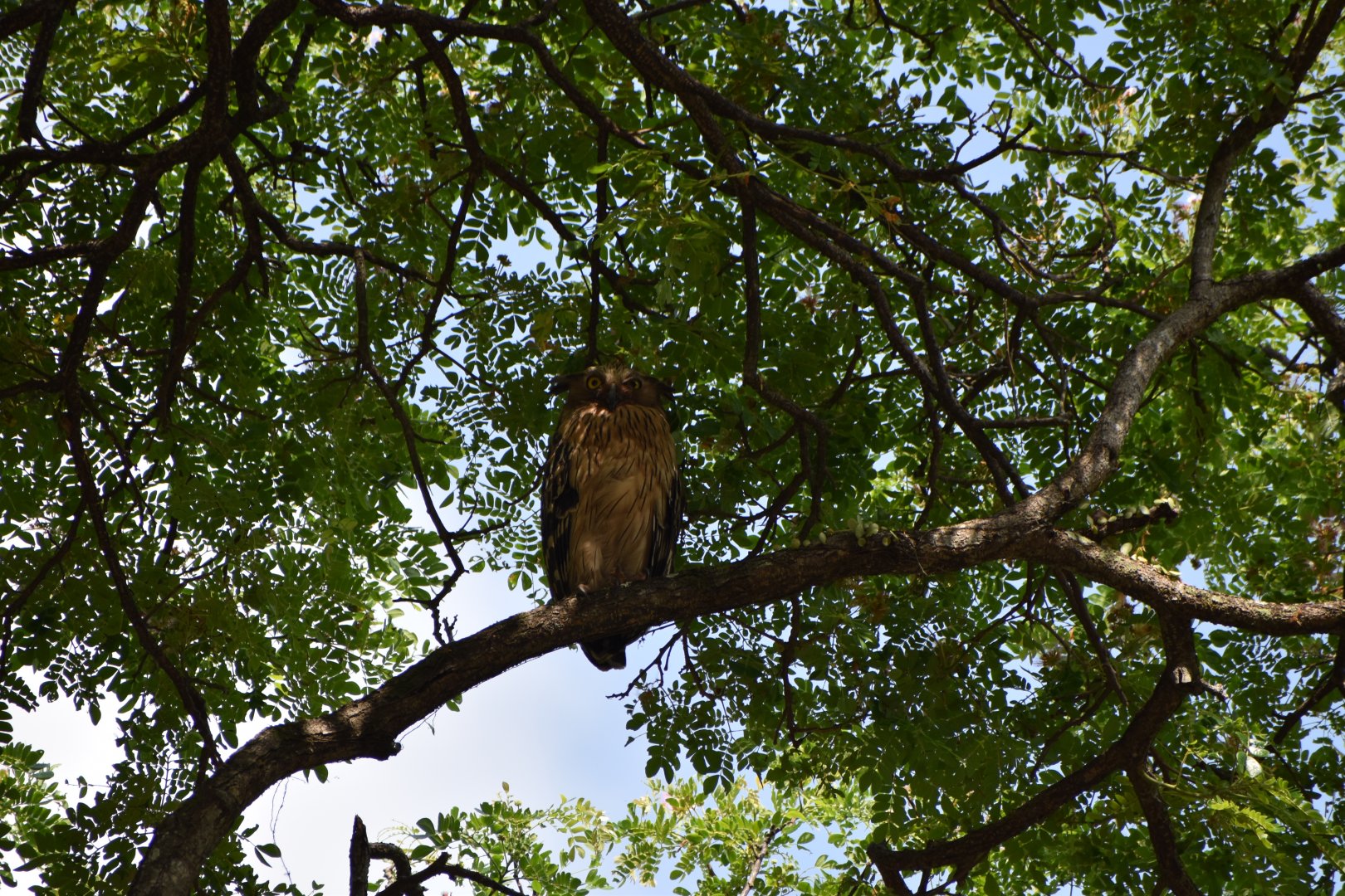 Buffy Fish Owl ~ Pasir Ris Park