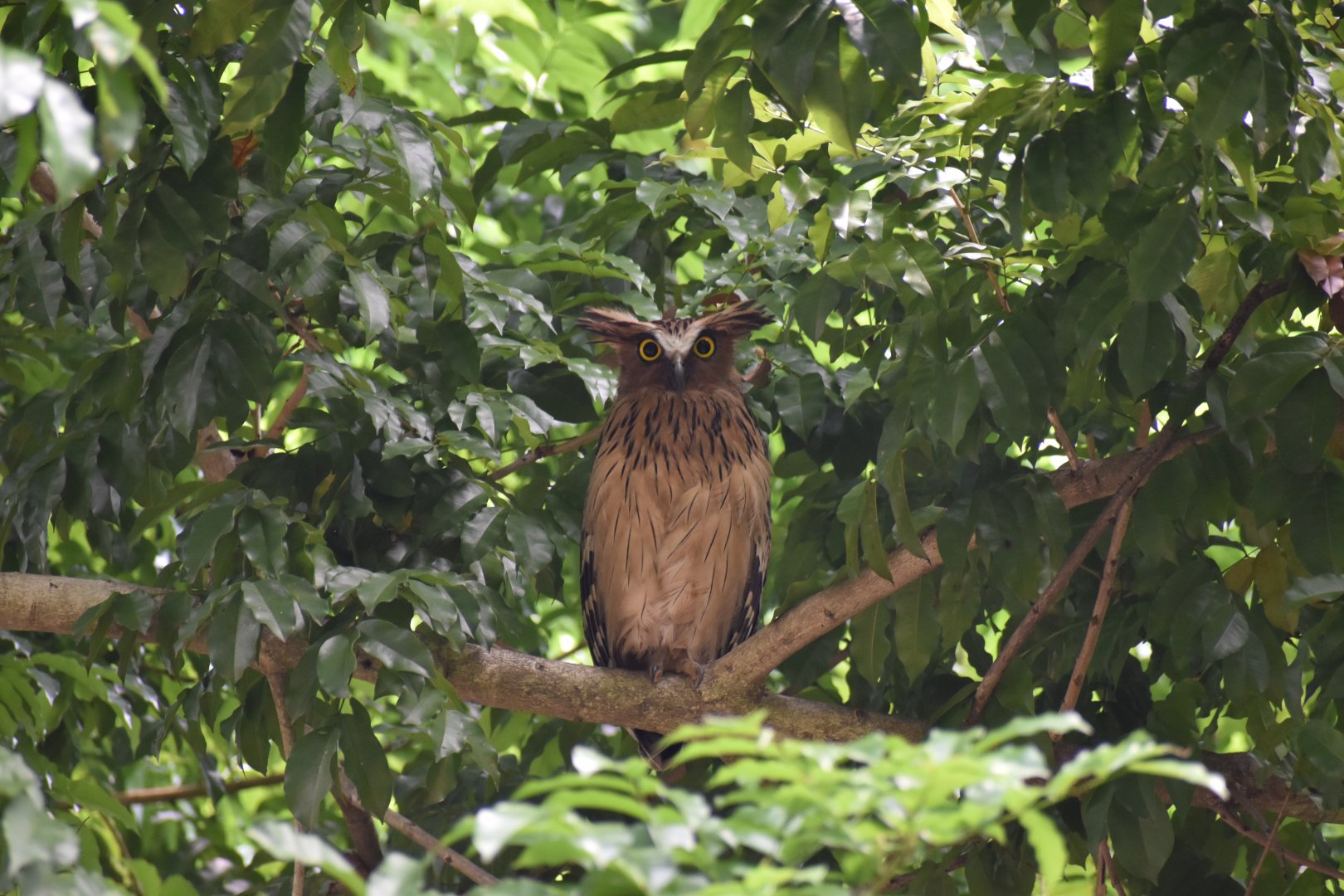 Buffy Fish Owl ~ Pasir Ris Park