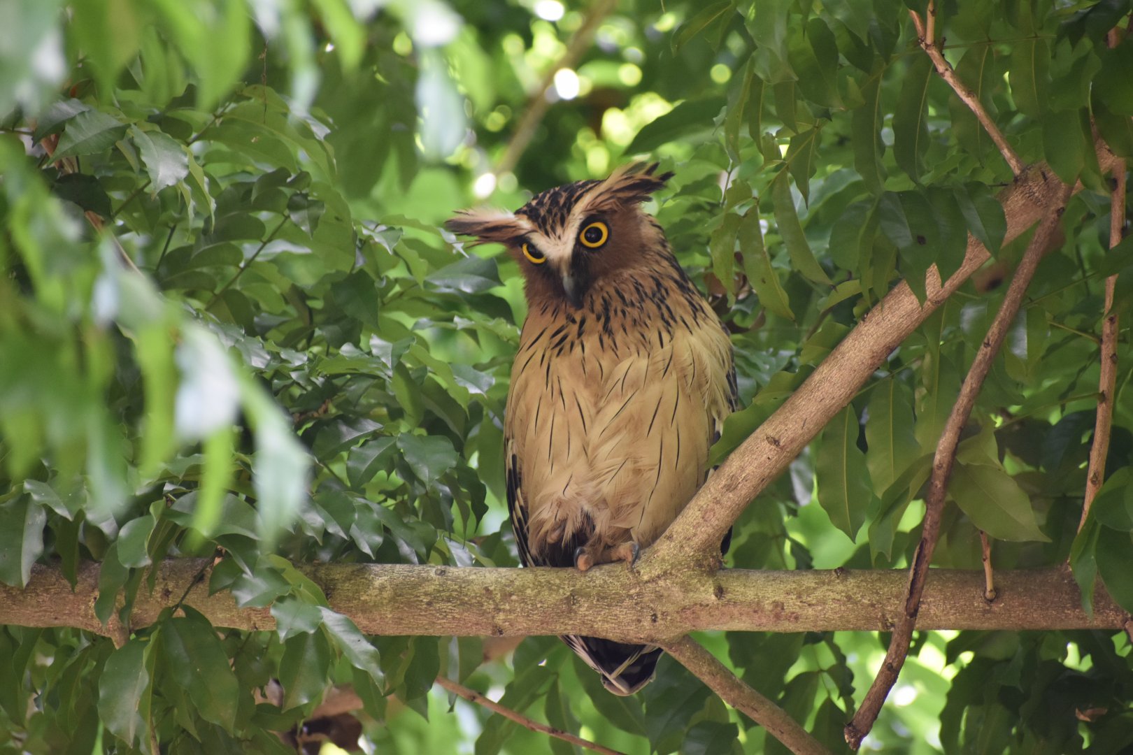 Buffy Fish Owl ~ Pasir Ris Park