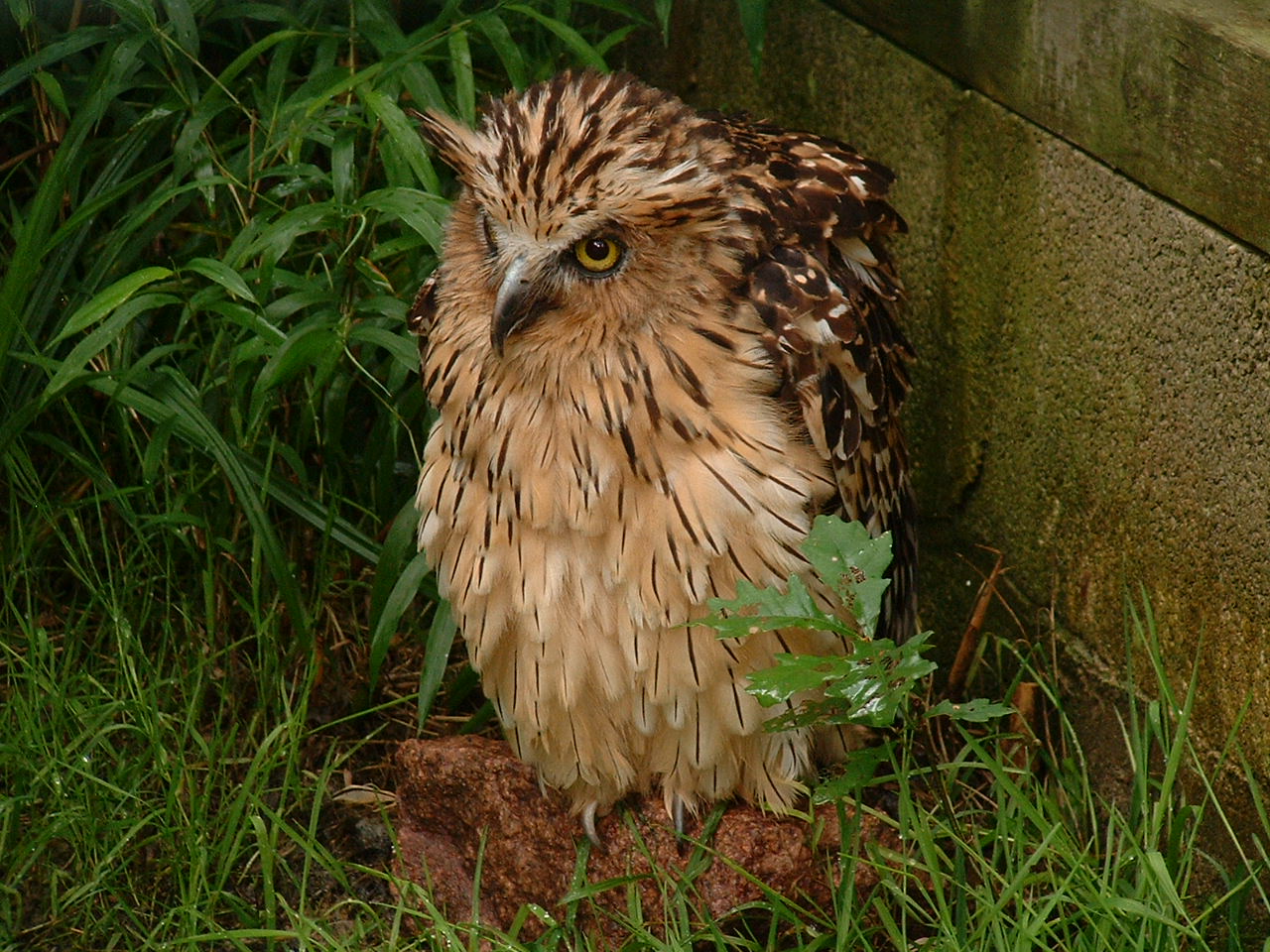 Buffy Fish Owl - Sept 2012