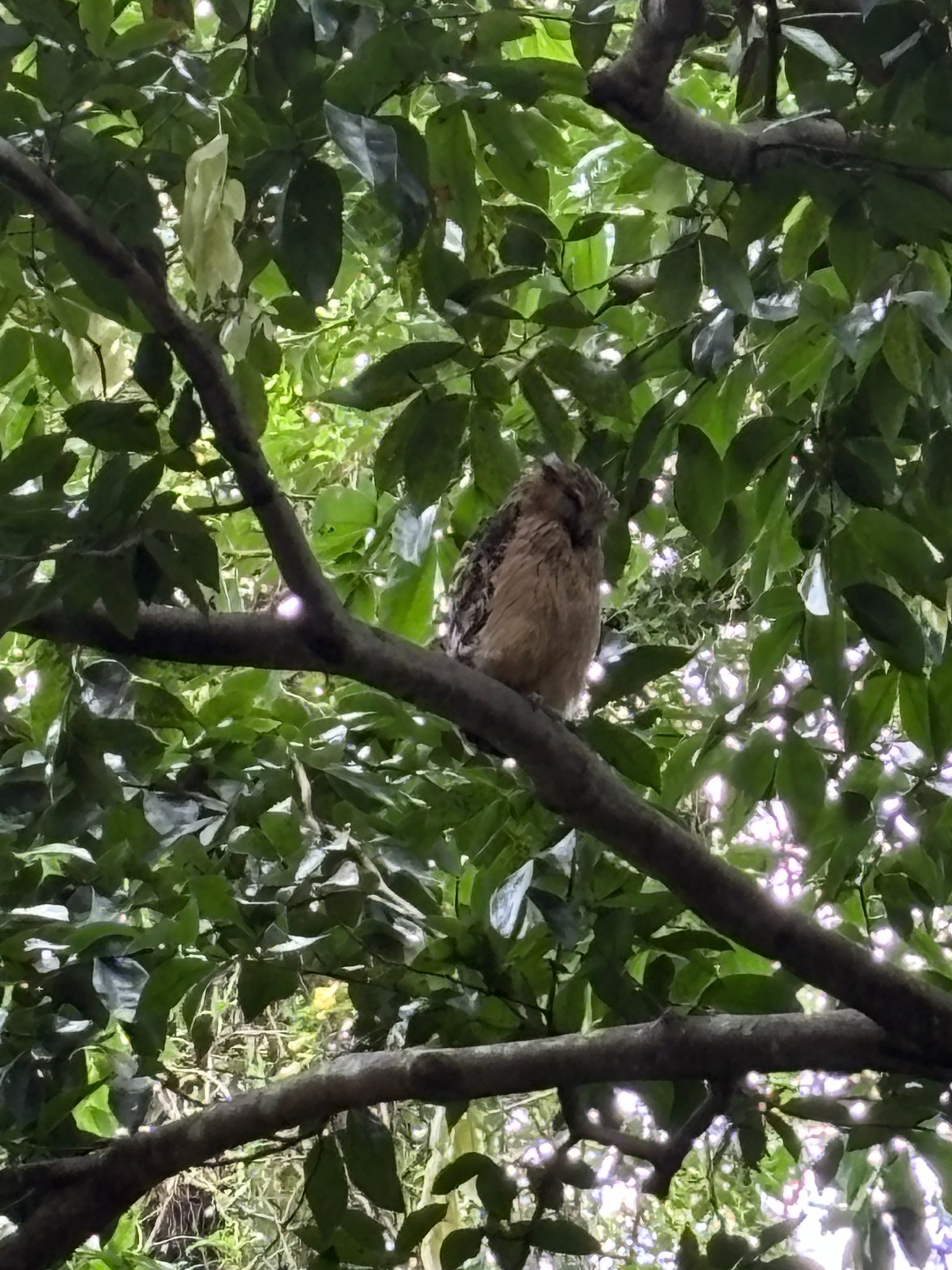 Buffy Fish Owl - wild!