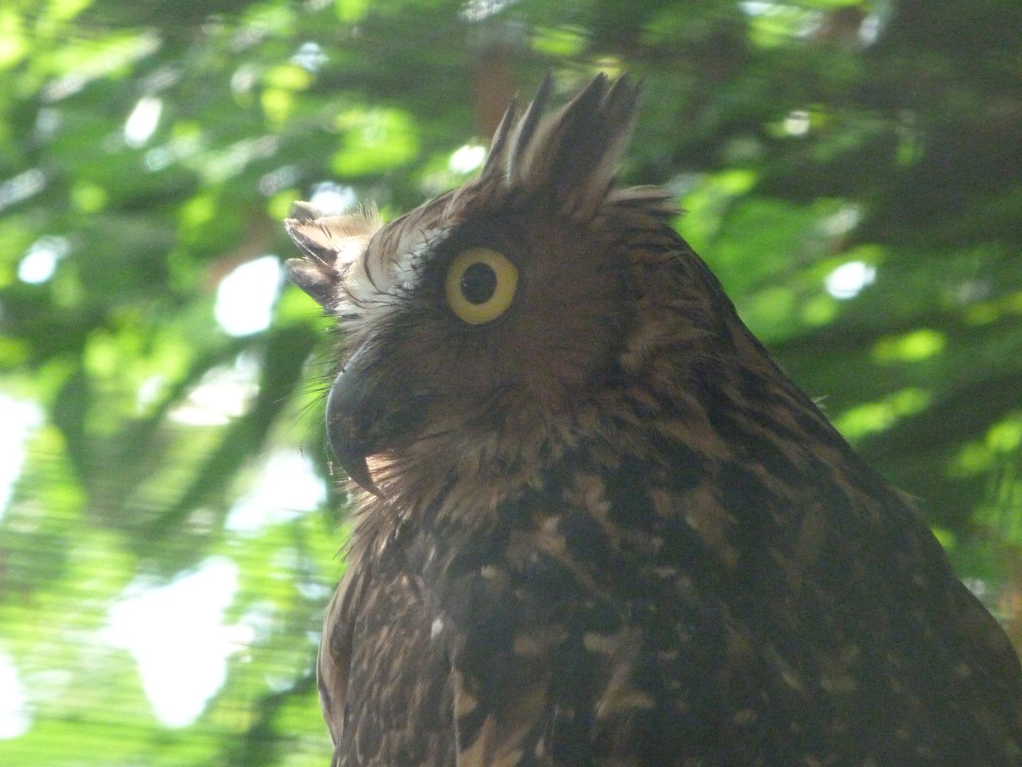 Buffy fish-owl -Zoo Praha (2025)