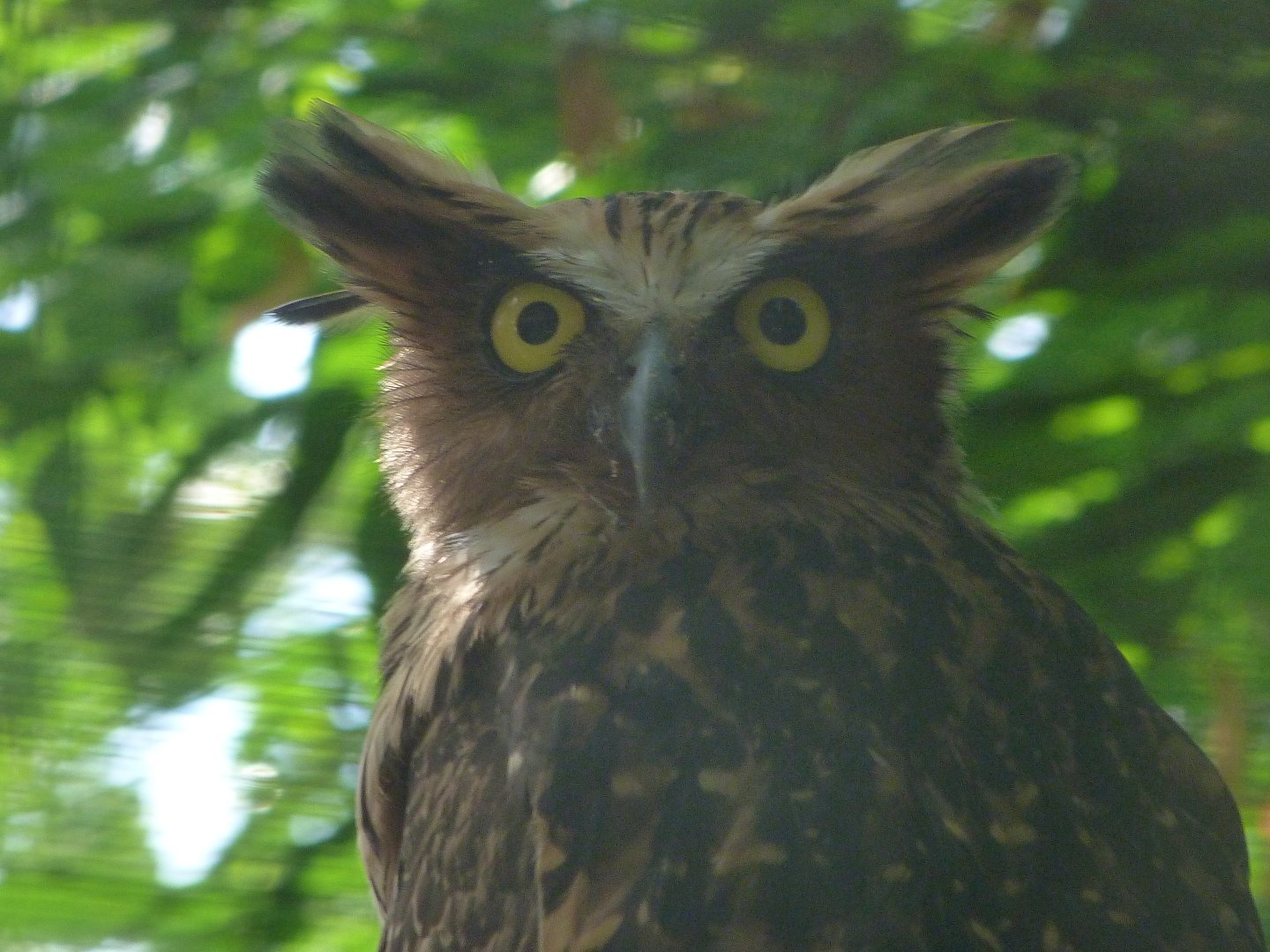 Buffy fish-owl -Zoo Praha (2025)
