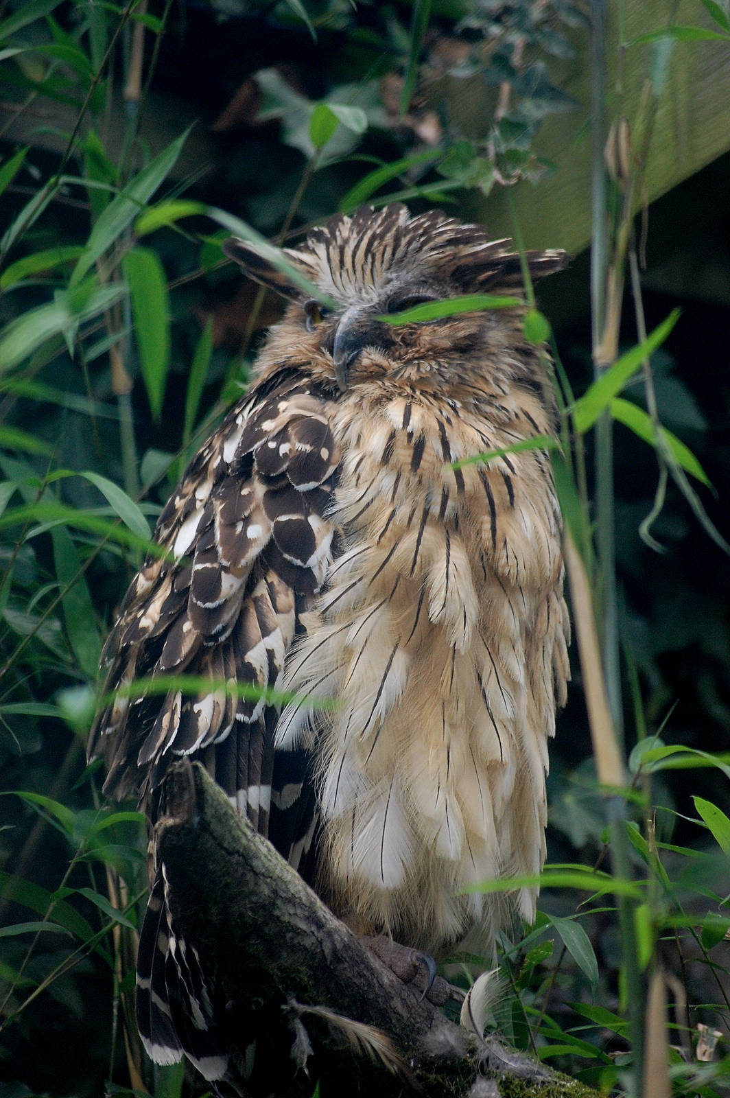 Buffy Fish Owl