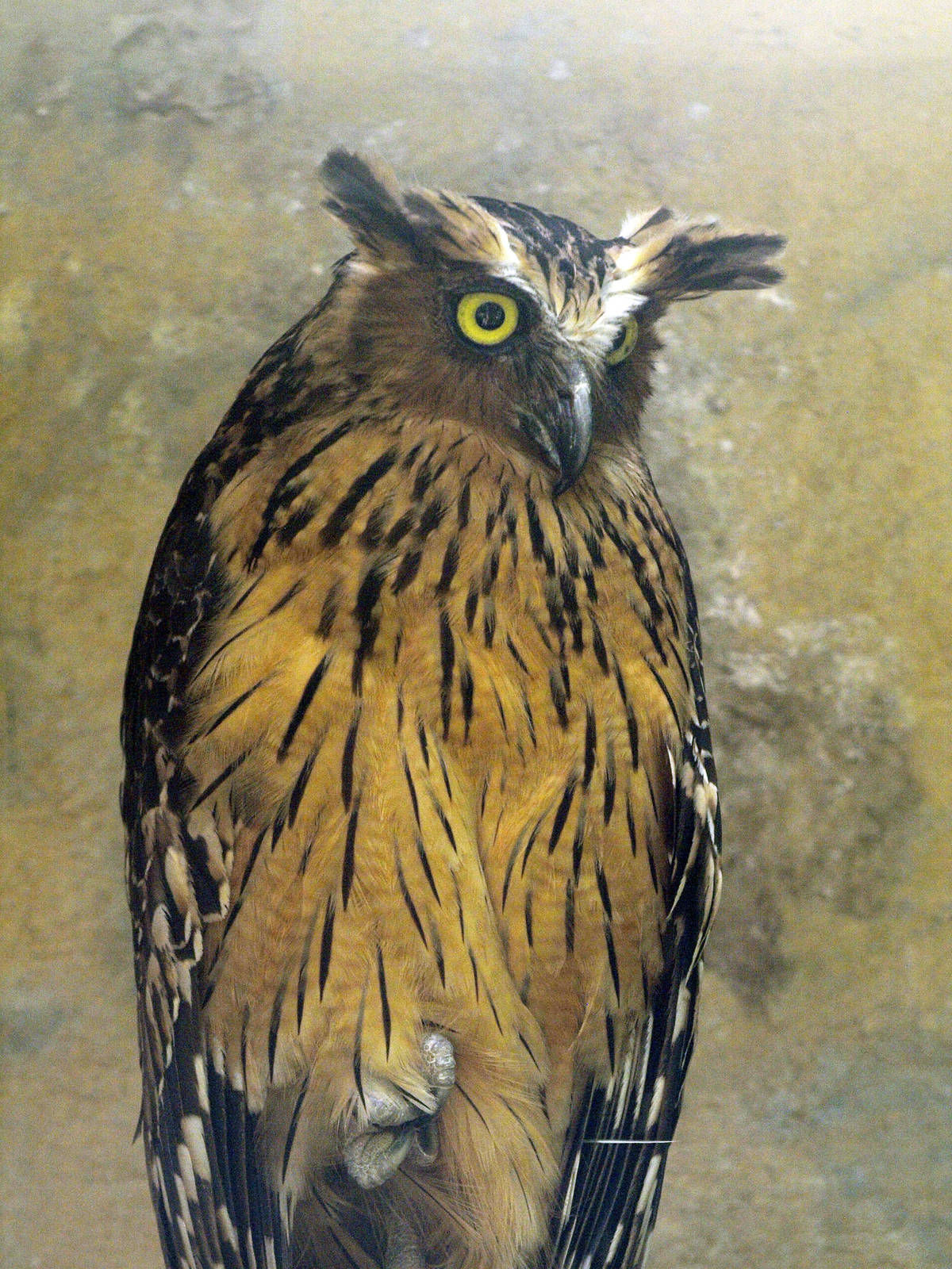 Buffy Fish owl