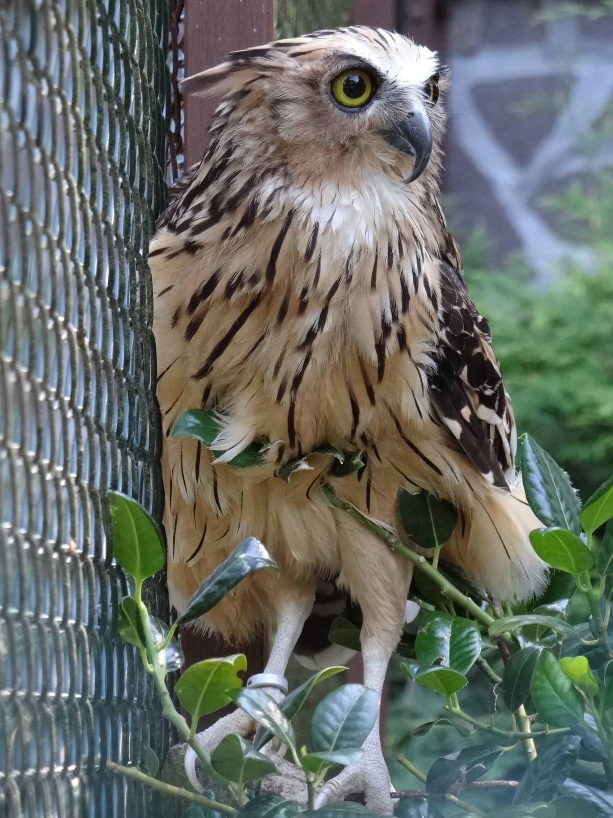 Buffy fish-owl