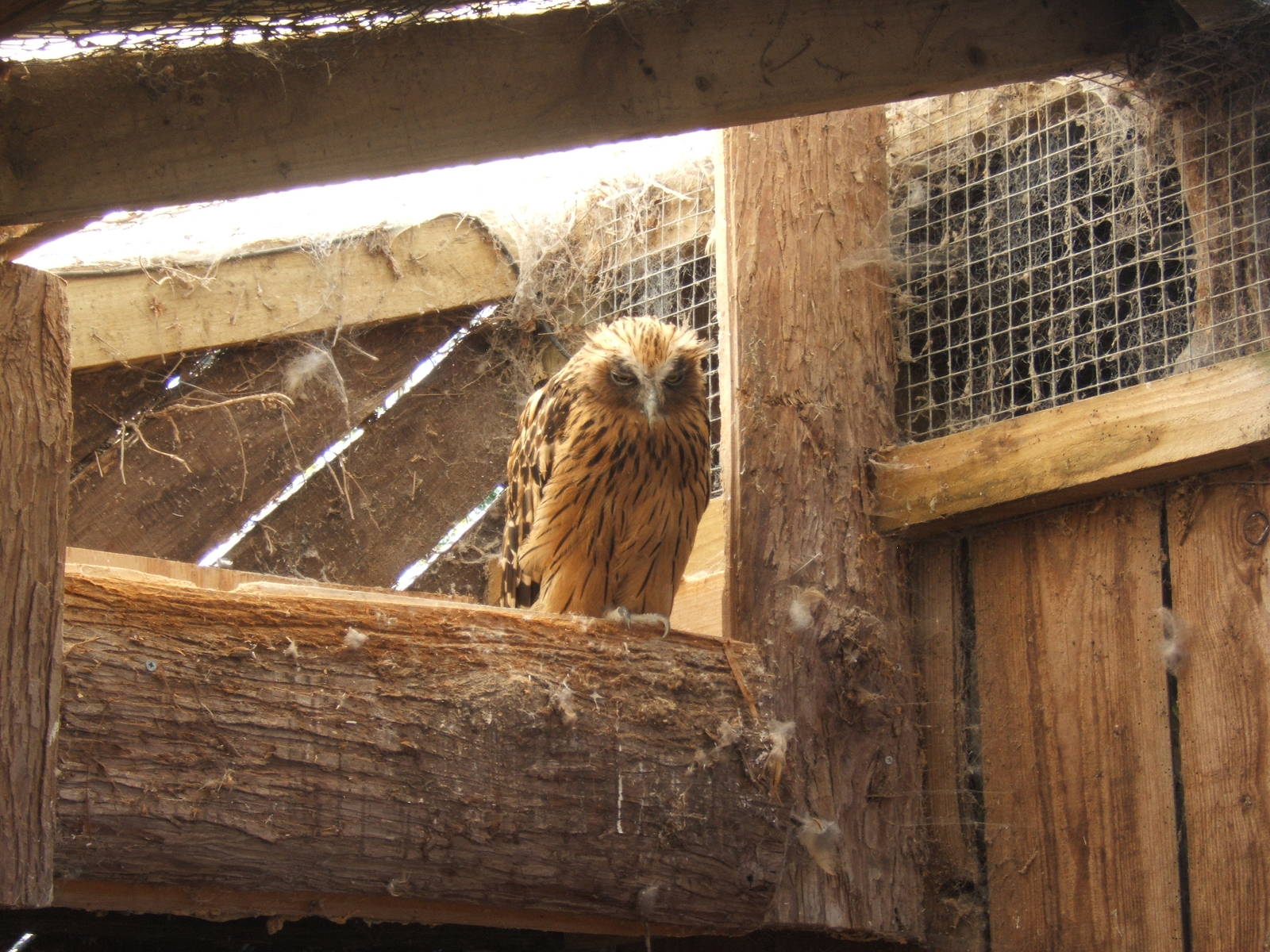 Buffy Fish Owl