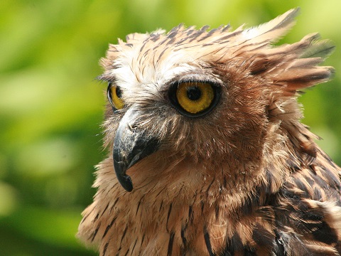 Buffy Fish-owl