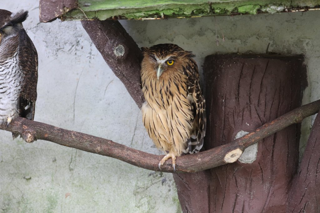 Buffy Fish Owl