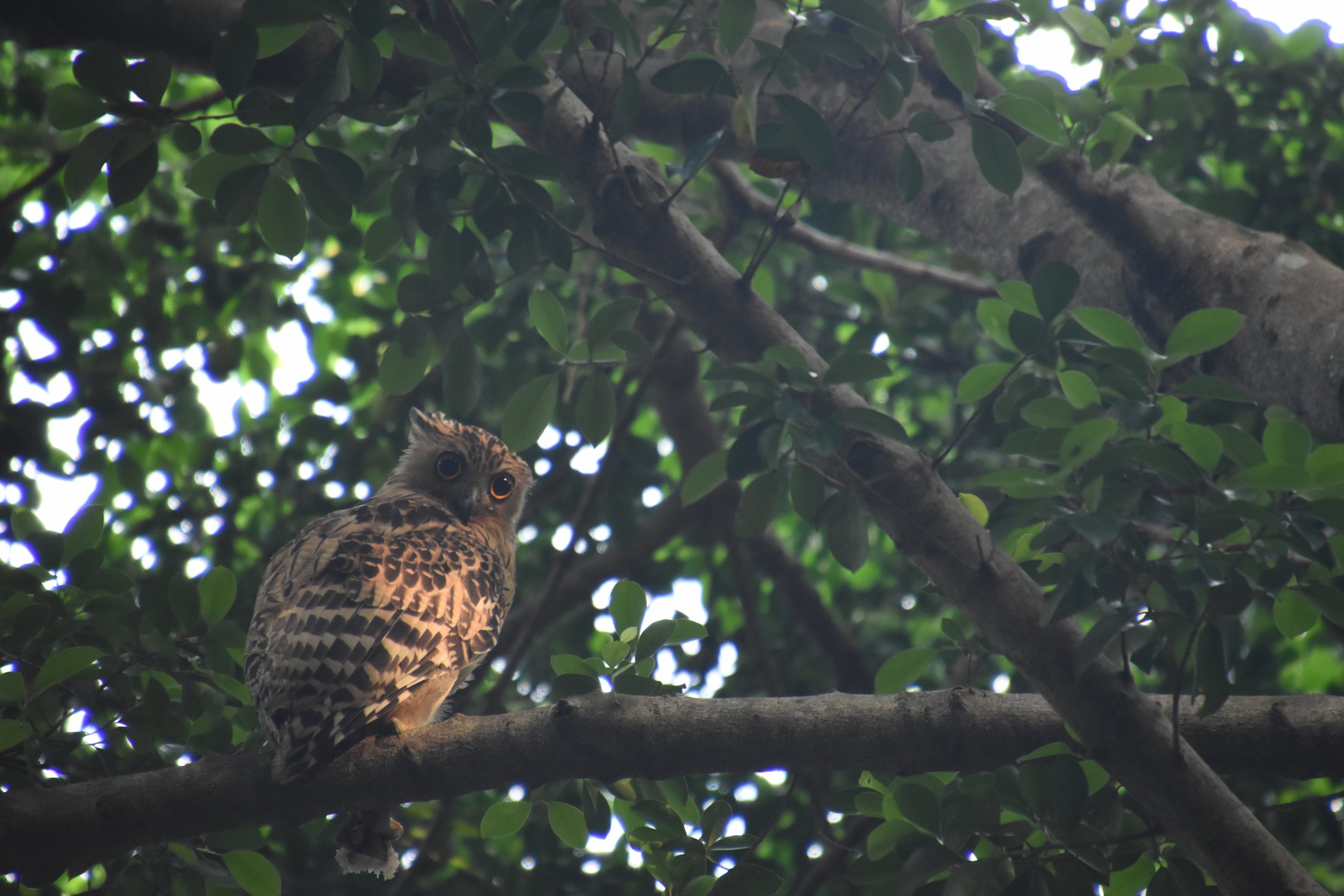 Buffy fish owl