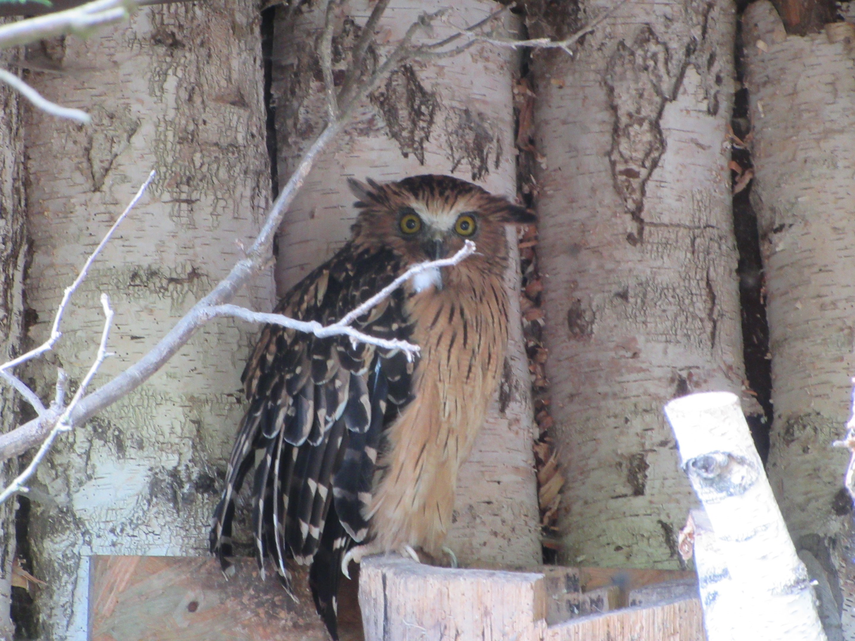 Buffy Fish Owl