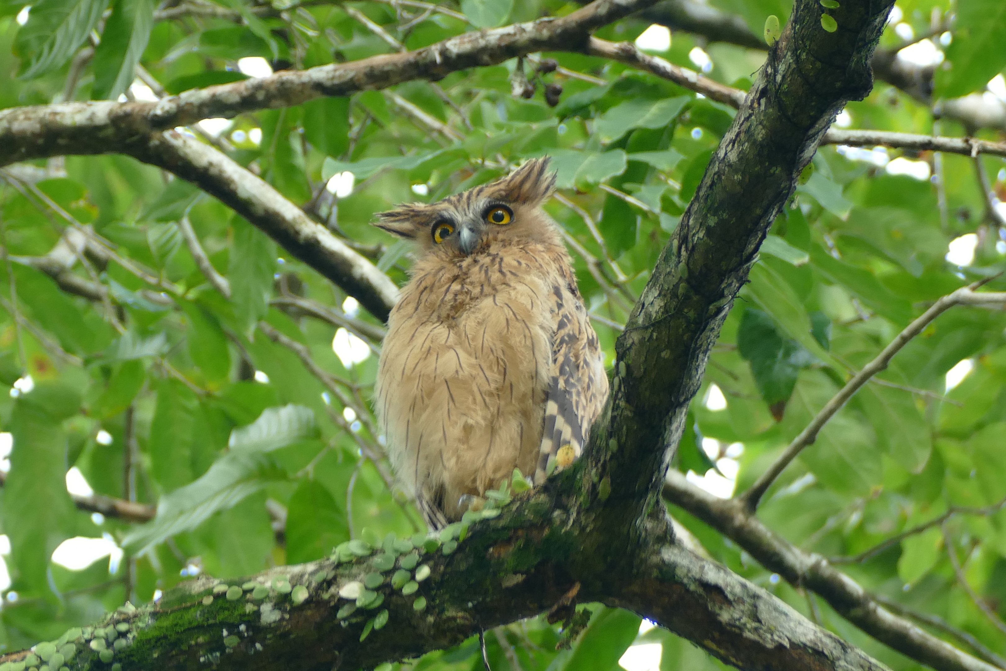 Buffy Fish Owl