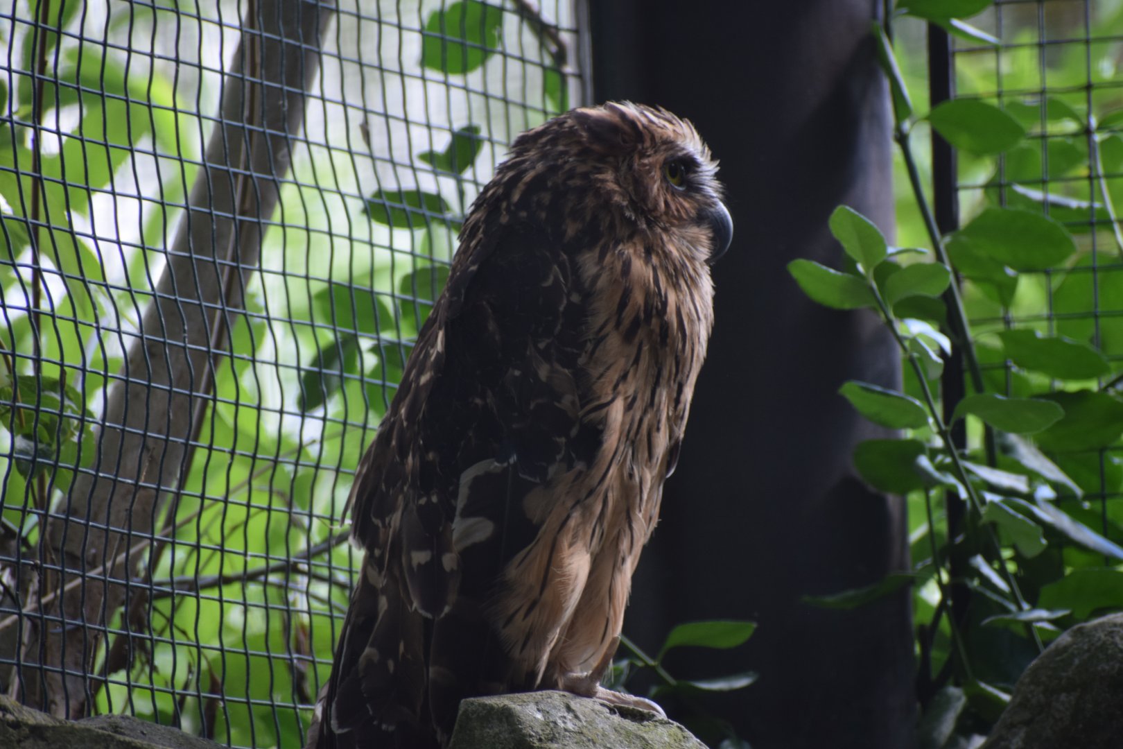 Buffy fish owl