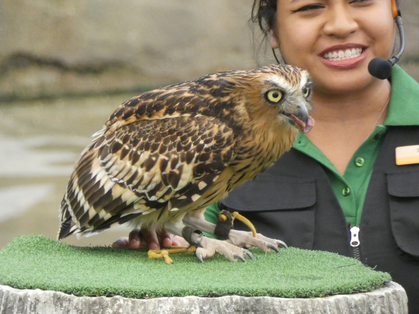 Buffy Fish Owl