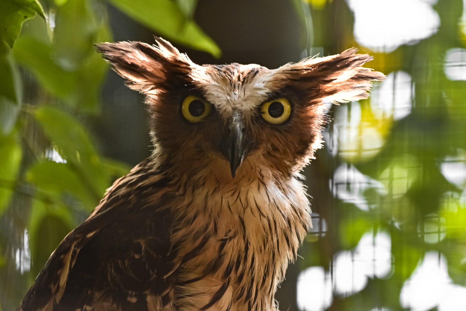 Buffy fish owl