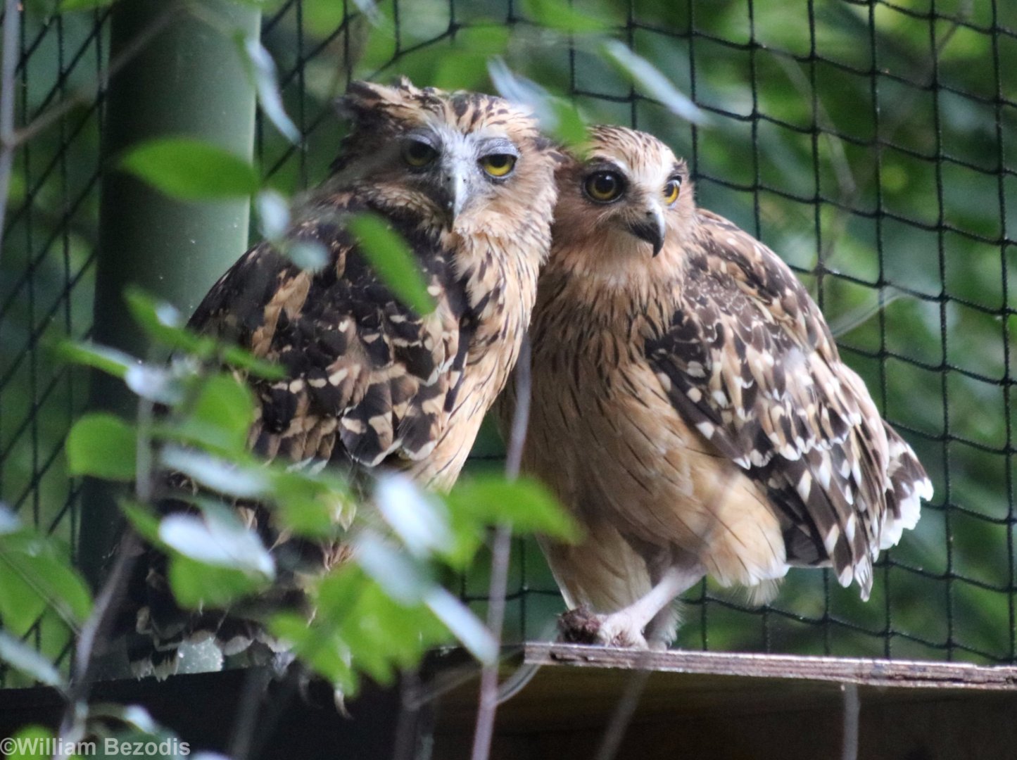 Buffy Fish-owls
