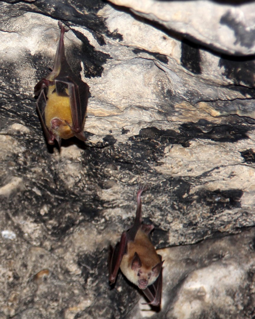 buffy flower bat (Erophylla sezekorni)