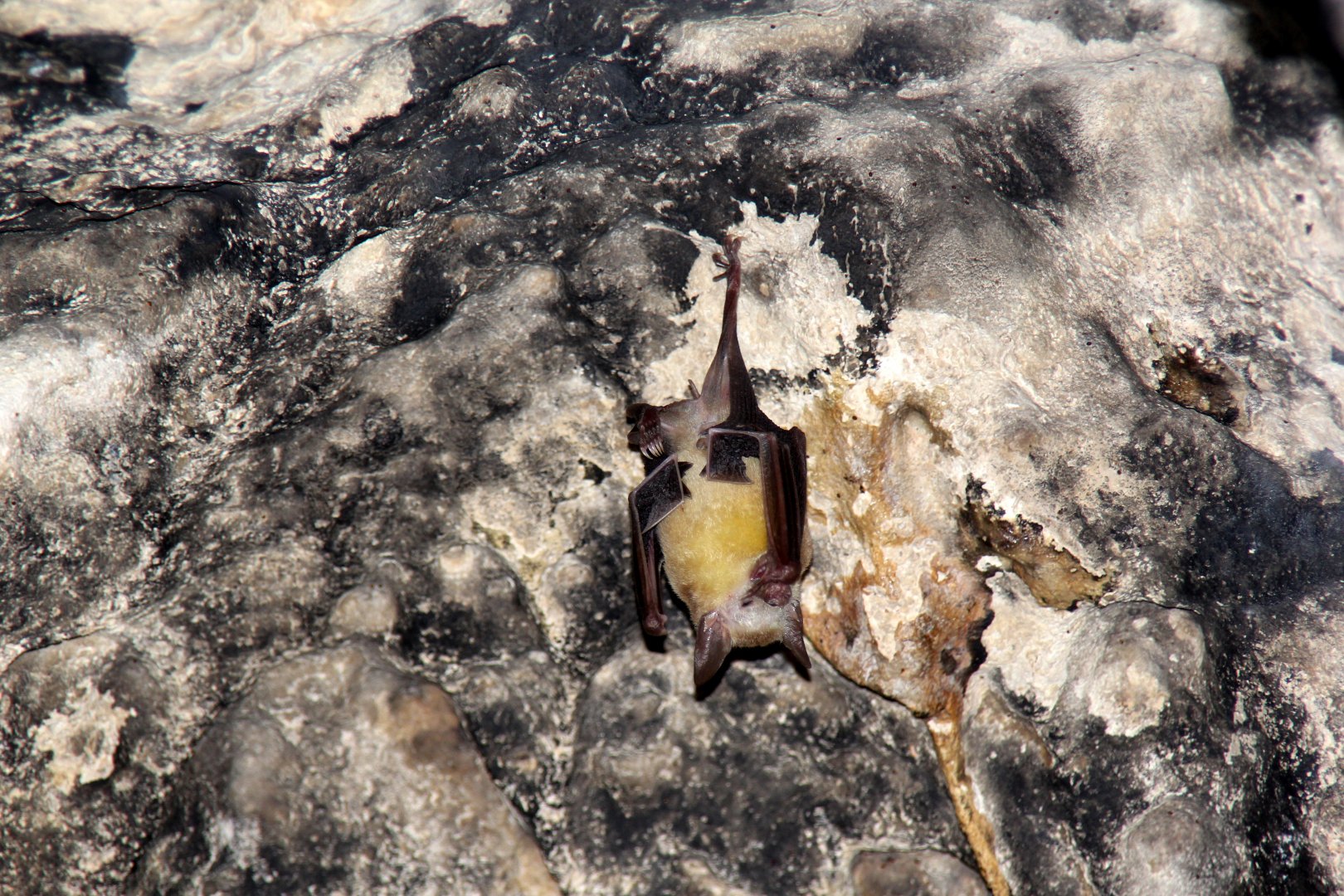 buffy flower bat (Erophylla sezekorni)