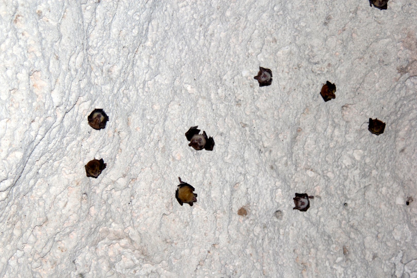 buffy flower bat (Erophylla sezekorni)