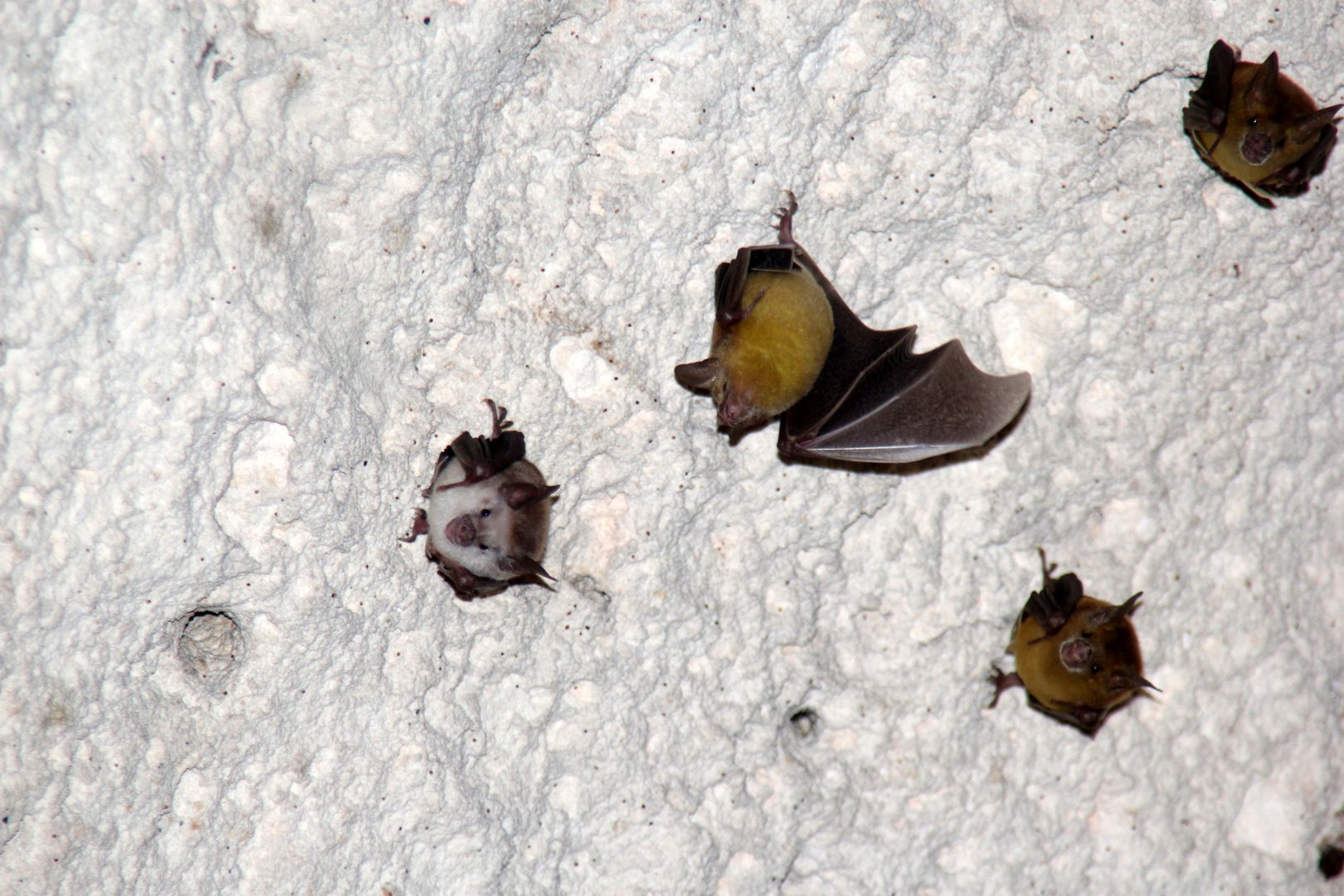 buffy flower bat (Erophylla sezekorni)