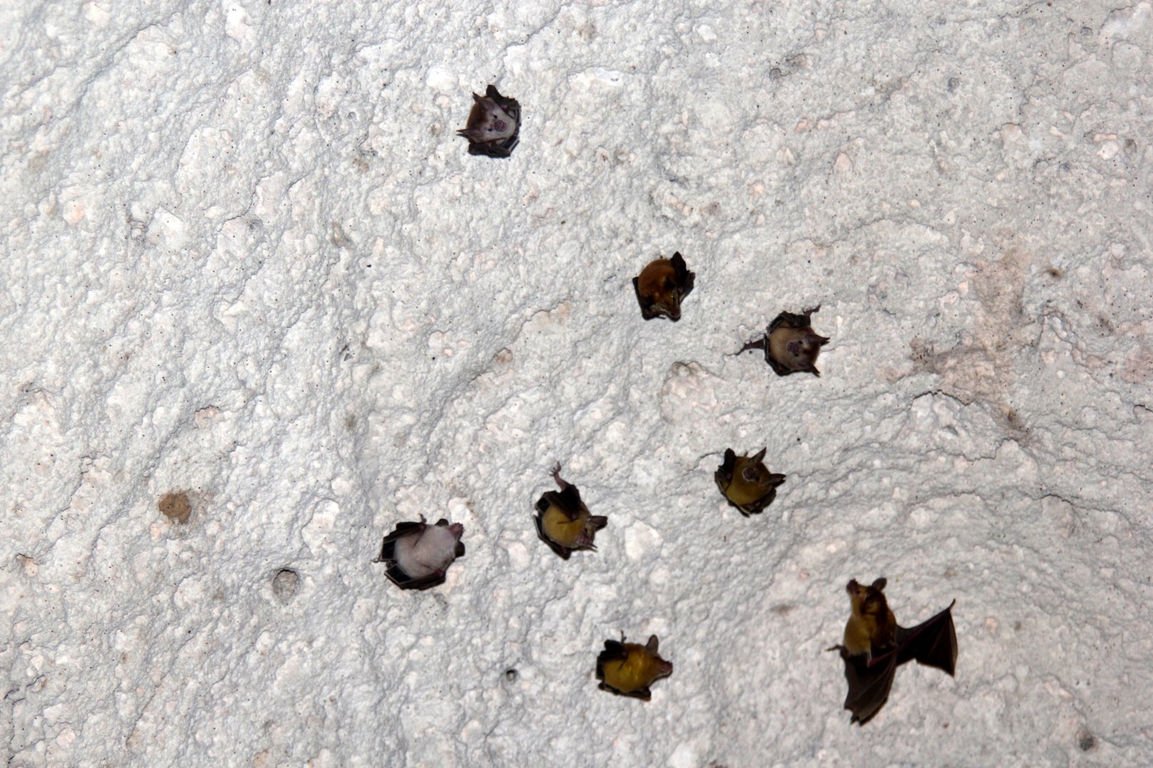 buffy flower bat (Erophylla sezekorni)