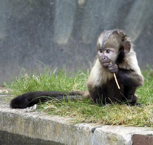 Buffy headed cappuchin