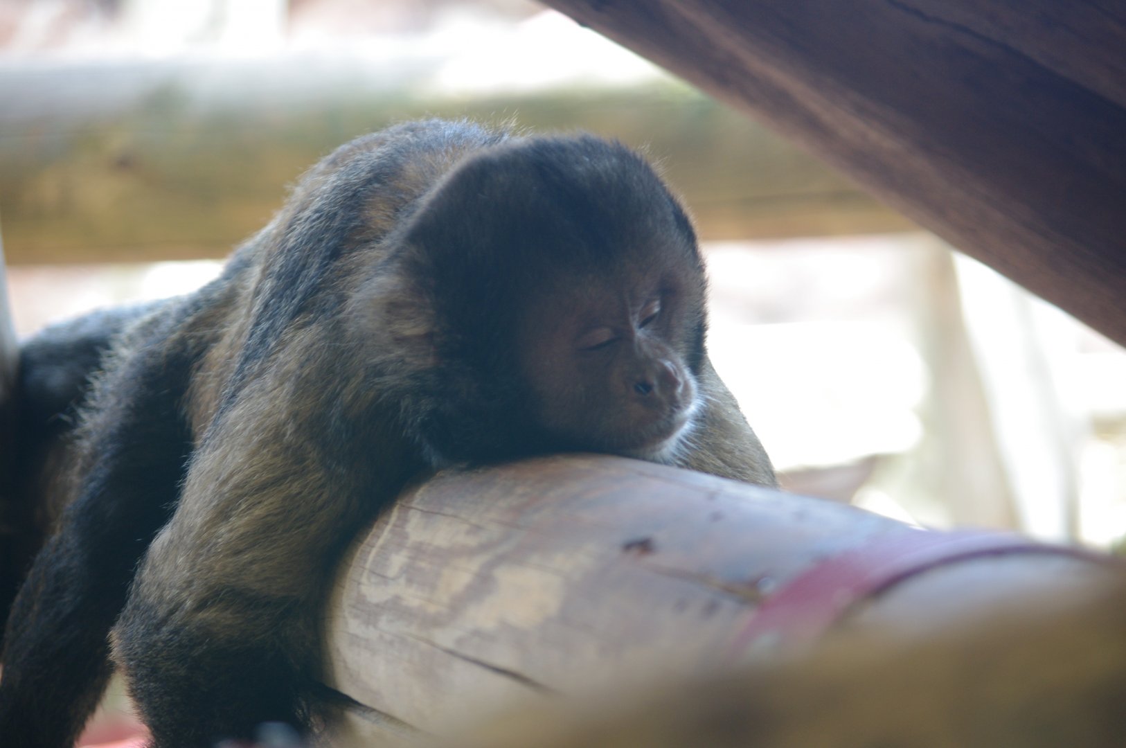 Buffy Headed Capuchin- 2/8/2024