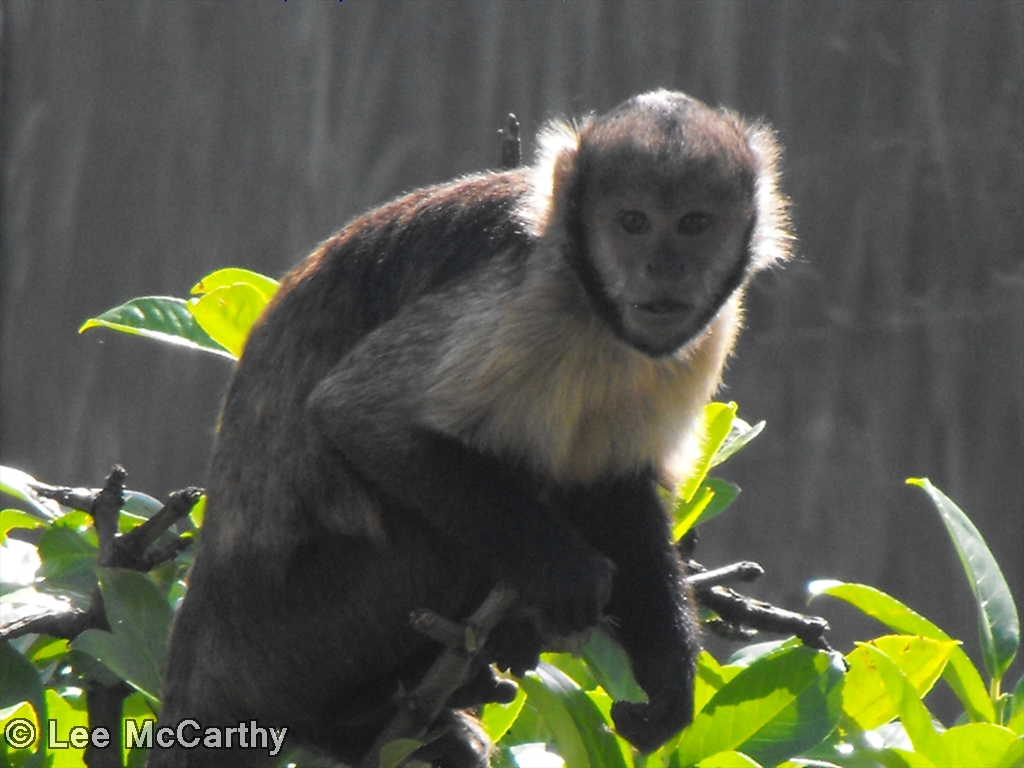 Buffy Headed Capuchin 22nd August 2010
