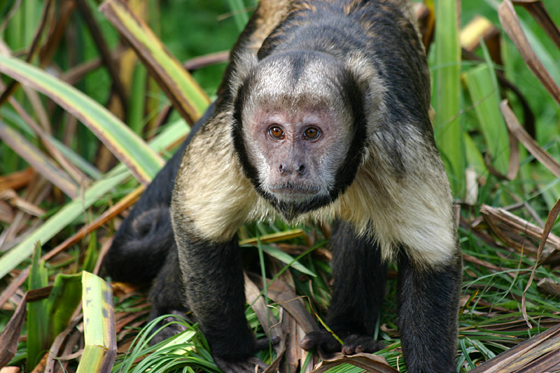 Buffy Headed Capuchin at Chester 06/10/07