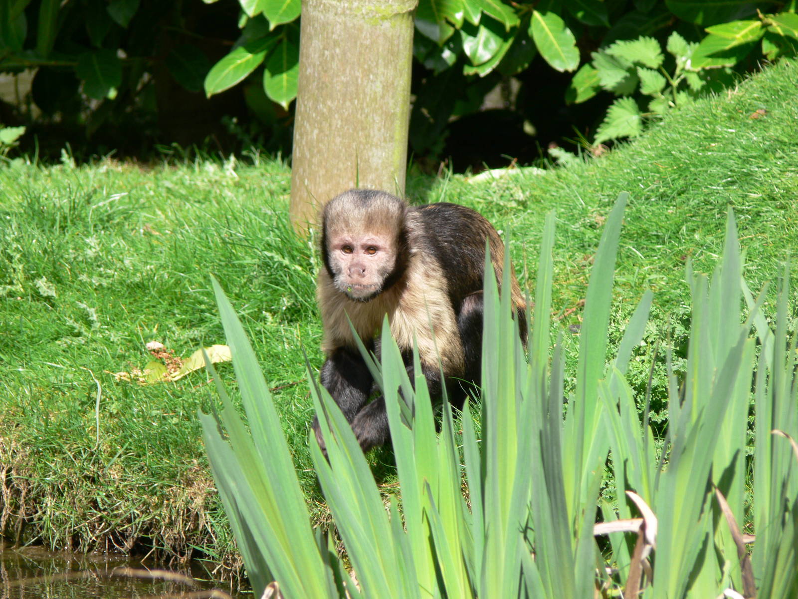 Buffy Headed Capuchin at Chester Zoo, 14/04/14