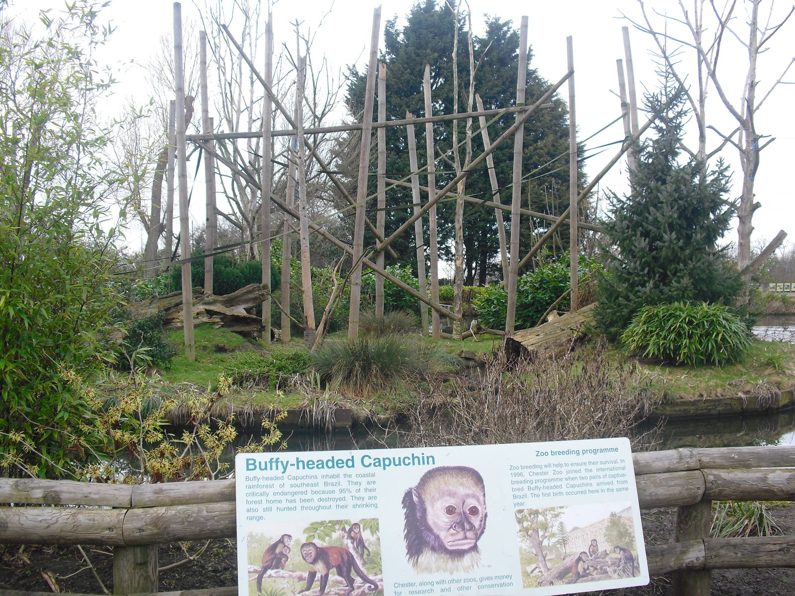 Buffy-headed Capuchin Enclosure - 16/02/2011