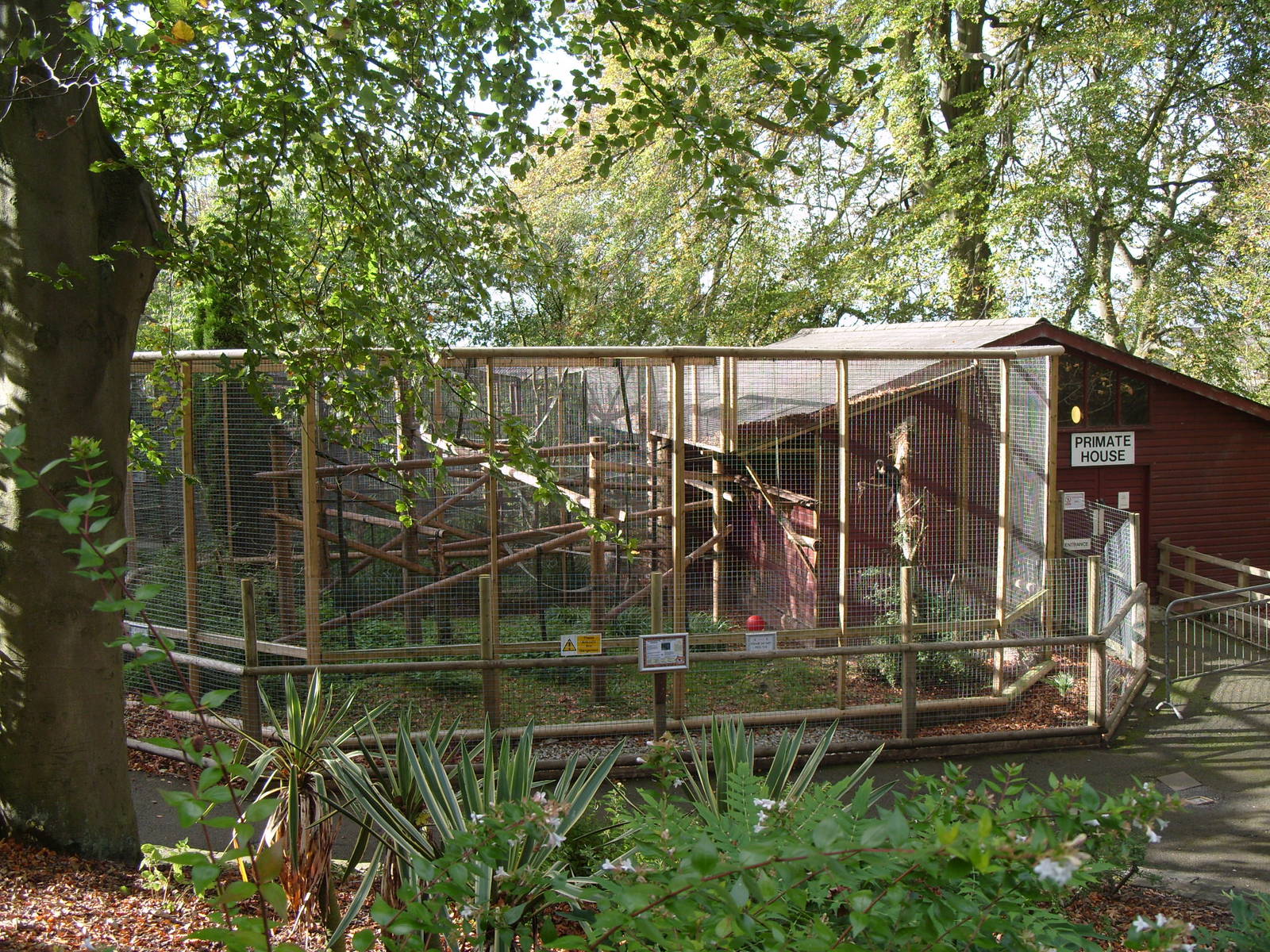 Buffy Headed Capuchin Enclosure