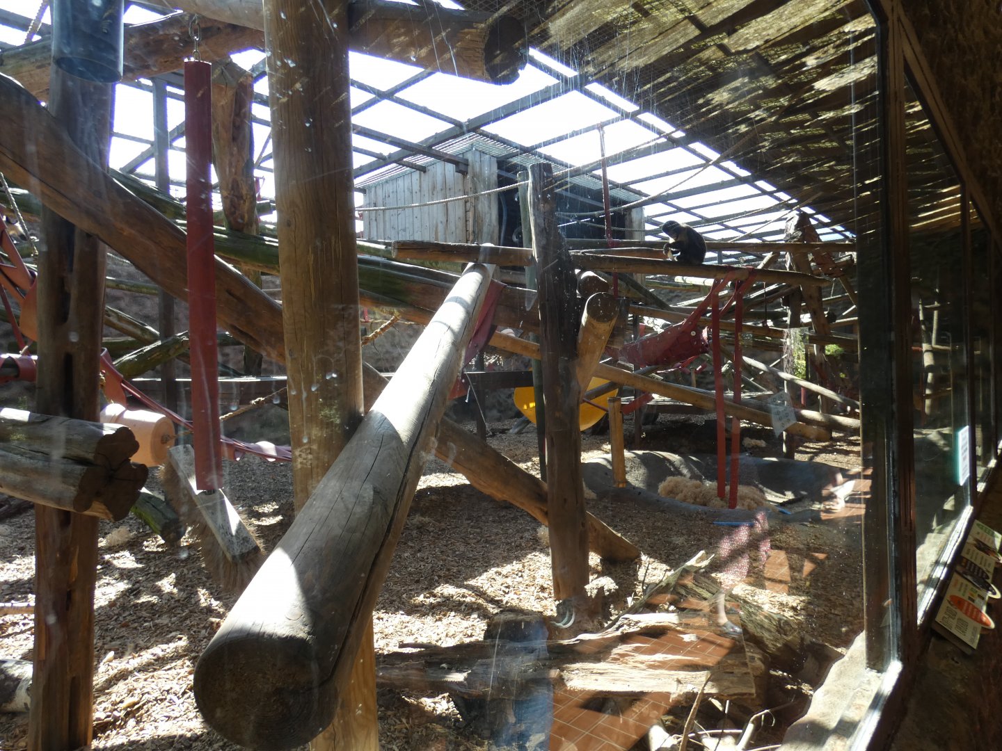 Buffy-headed Capuchin enclosure