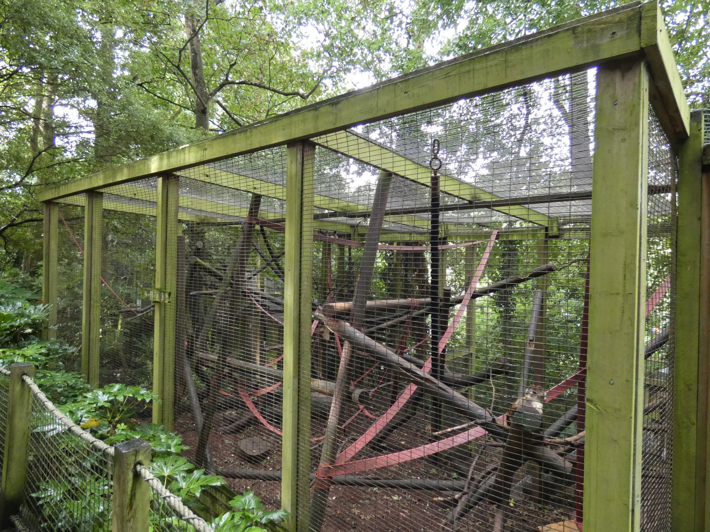 Buffy-headed Capuchin enclosure