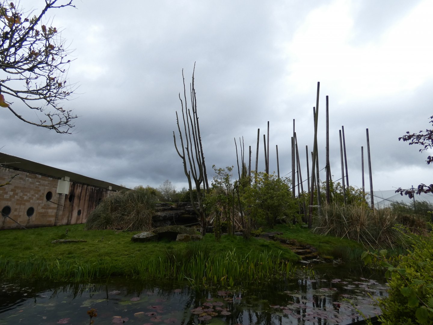 Buffy-headed capuchin enclosure