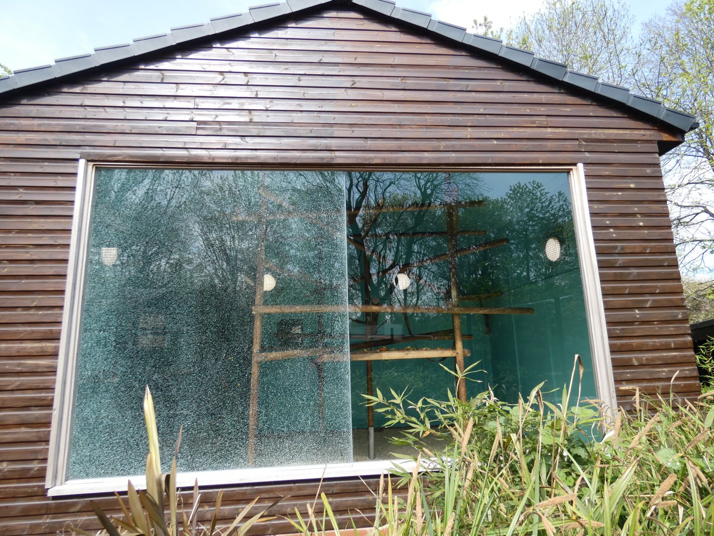 Buffy-headed capuchin house