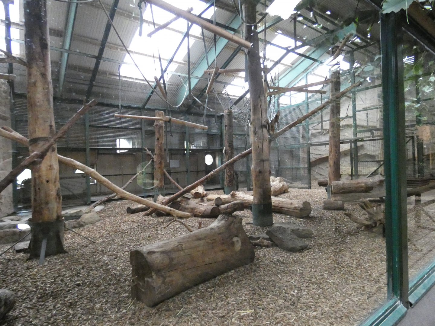 Buffy-headed capuchin indoor enclosure