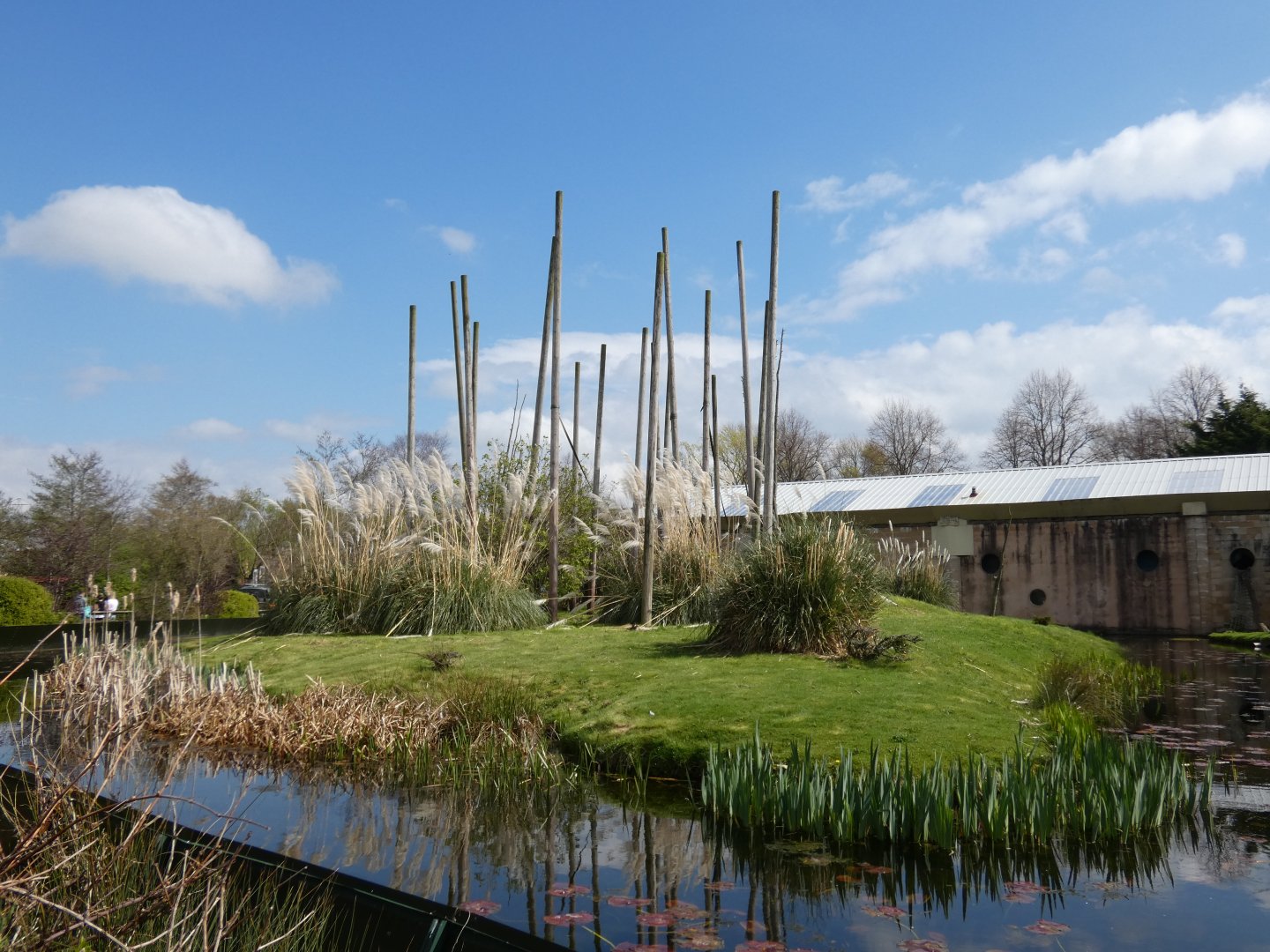 Buffy-headed capuchin island