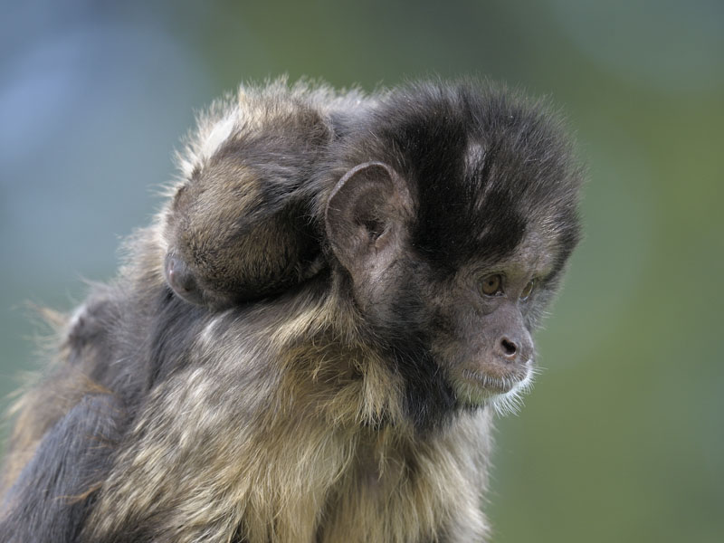 Buffy headed capuchin mother and infant