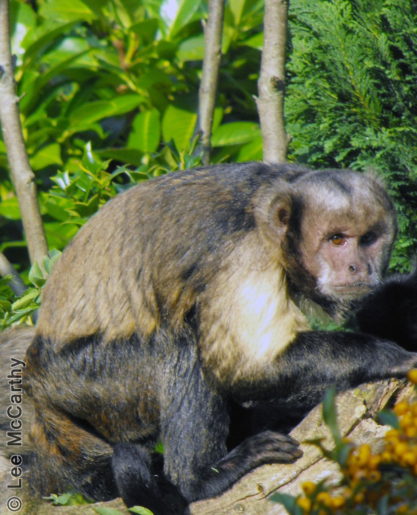 Buffy Headed Capuchin October 2010