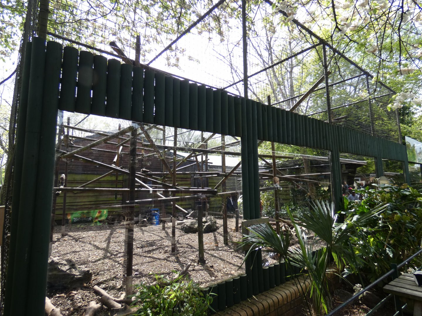 Buffy-headed capuchin outdoor enclosure
