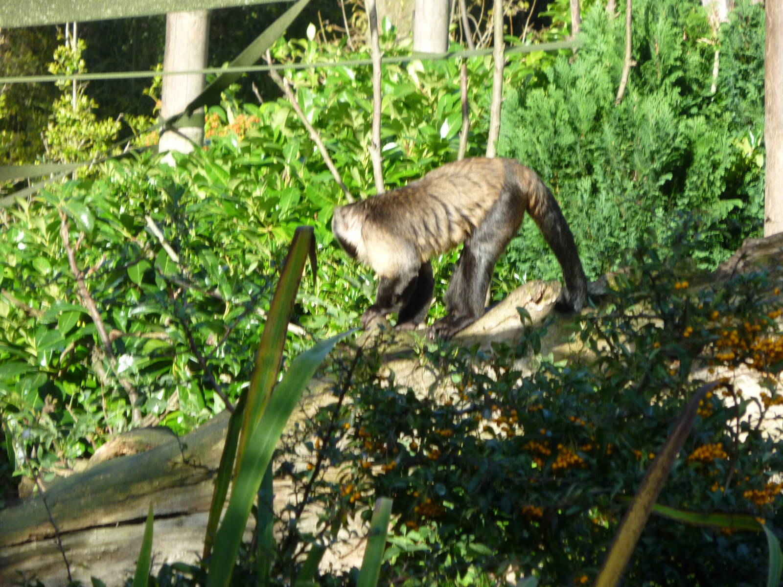 Buffy-headed capuchin