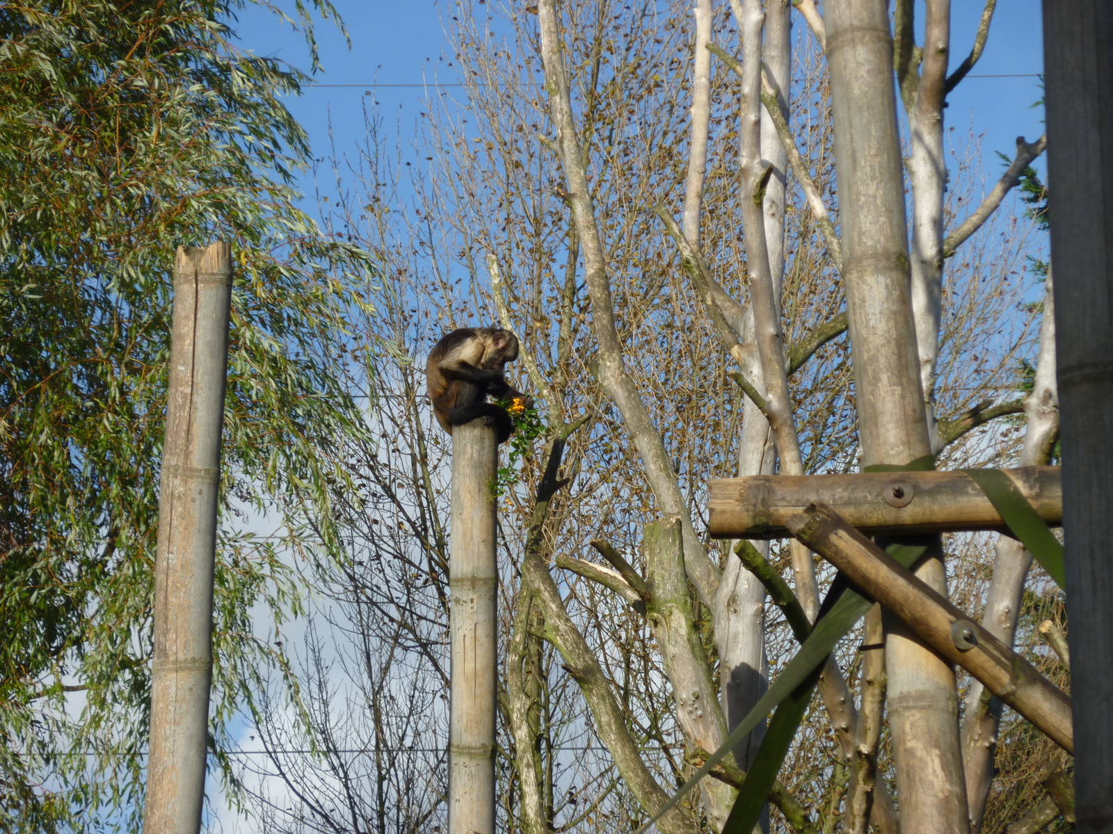 Buffy-headed capuchin