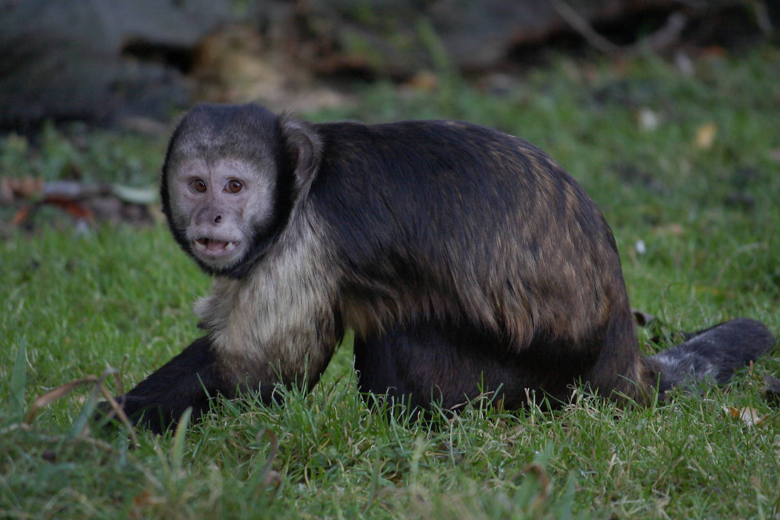 Buffy-headed capuchin
