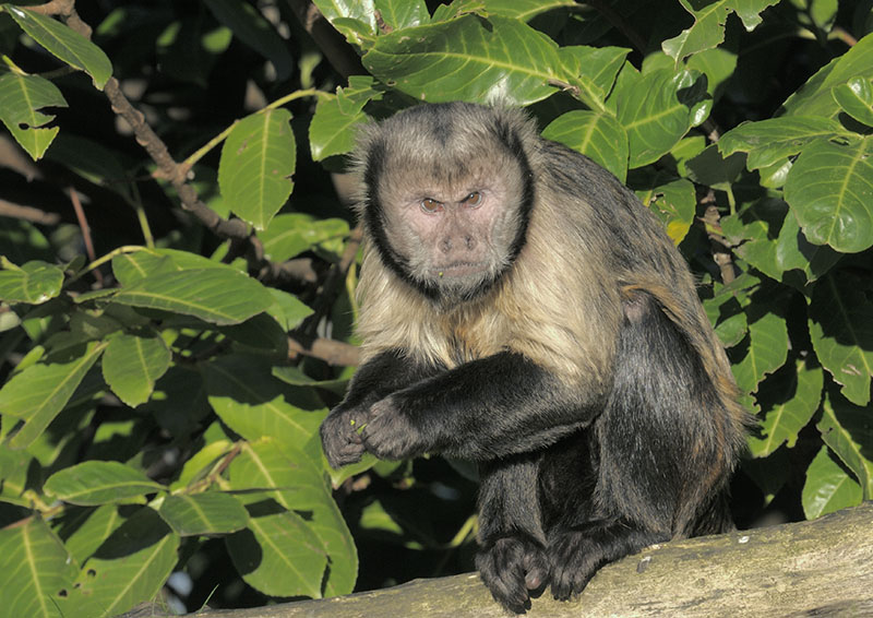 Buffy-headed capuchin