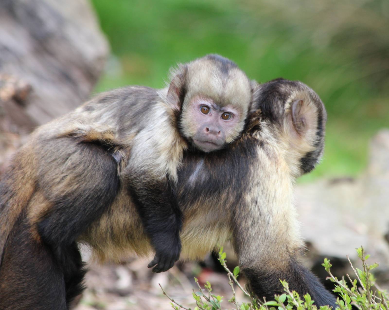 Buffy Headed Capuchin