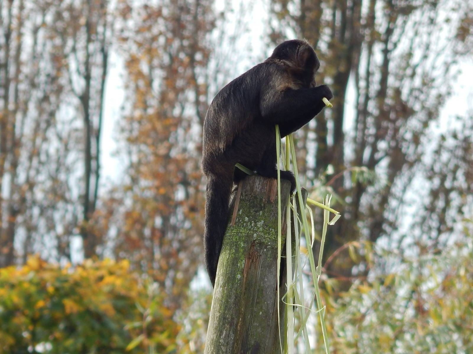 Buffy-headed Capuchin